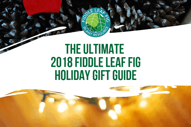 If there is a fiddle leaf fig lover in your life, you know how special they are. This year surprise them with one-of-a-kind fiddle leaf fig gifts!