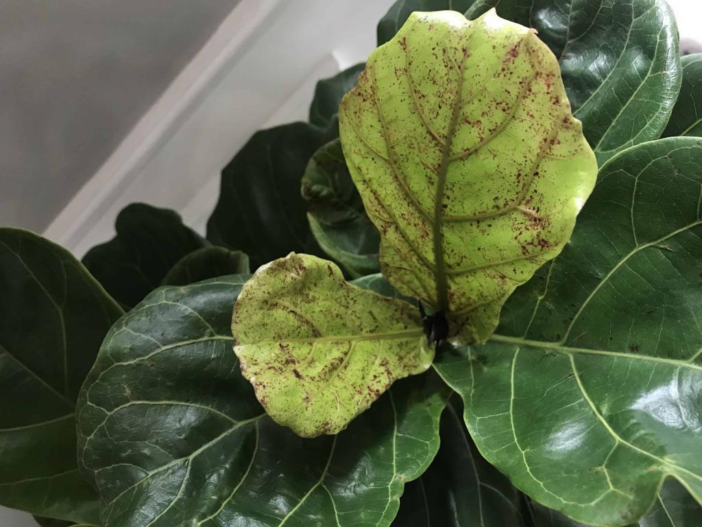 Rust Colored Spots on New Growth | The Fiddle Leaf Fig Plant Resource
