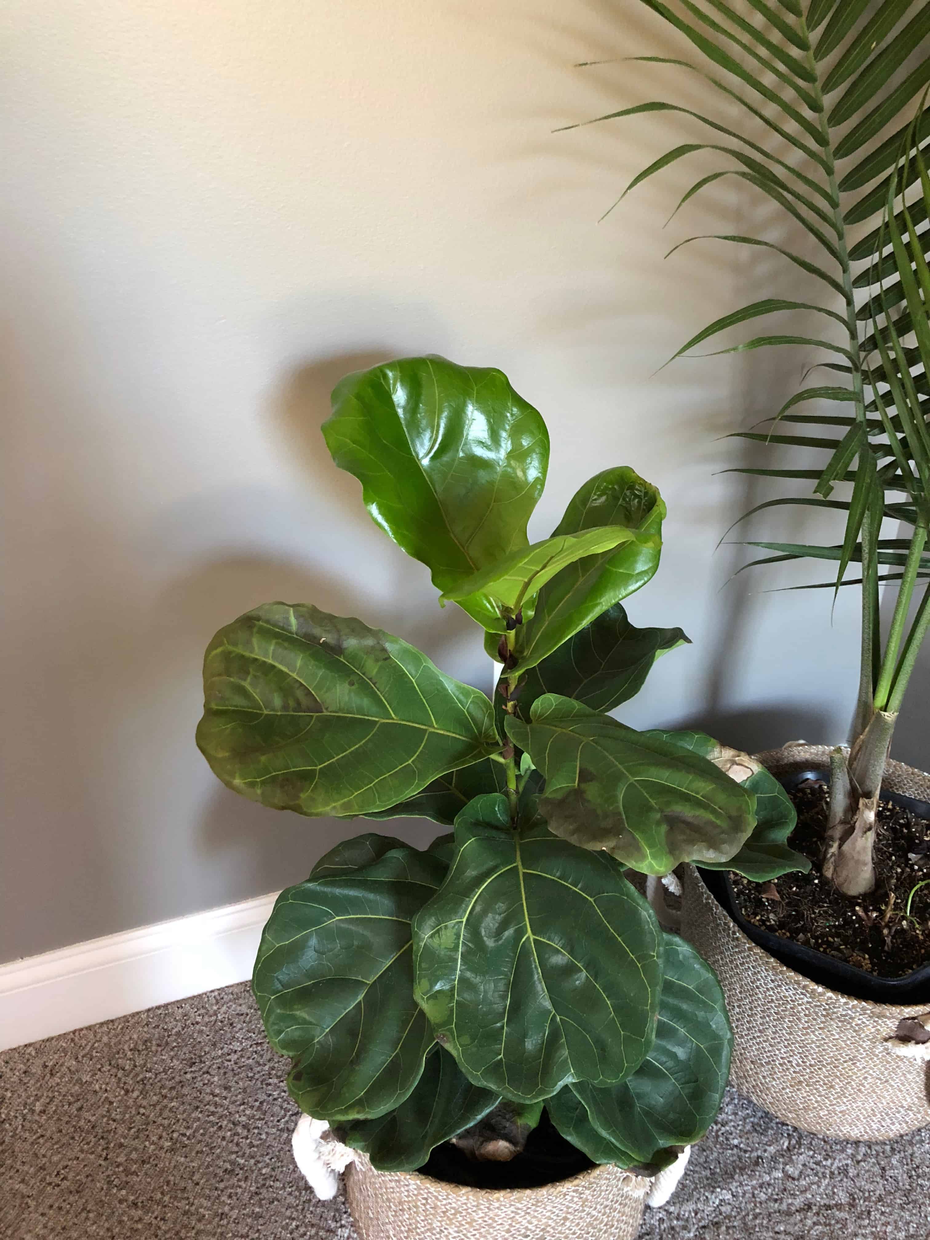 Discoloration on leaves | The Fiddle Leaf Fig Plant Resource