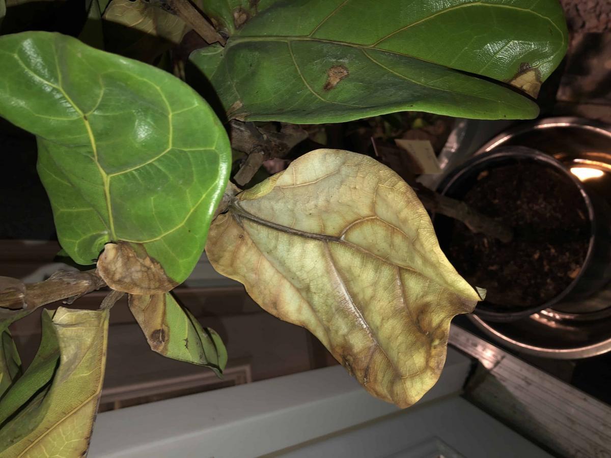 Fiddle Leaf Fig Bacterial Infection Treatment - Fiddle Leaf Fig Brown Spots: Causes and Fixes