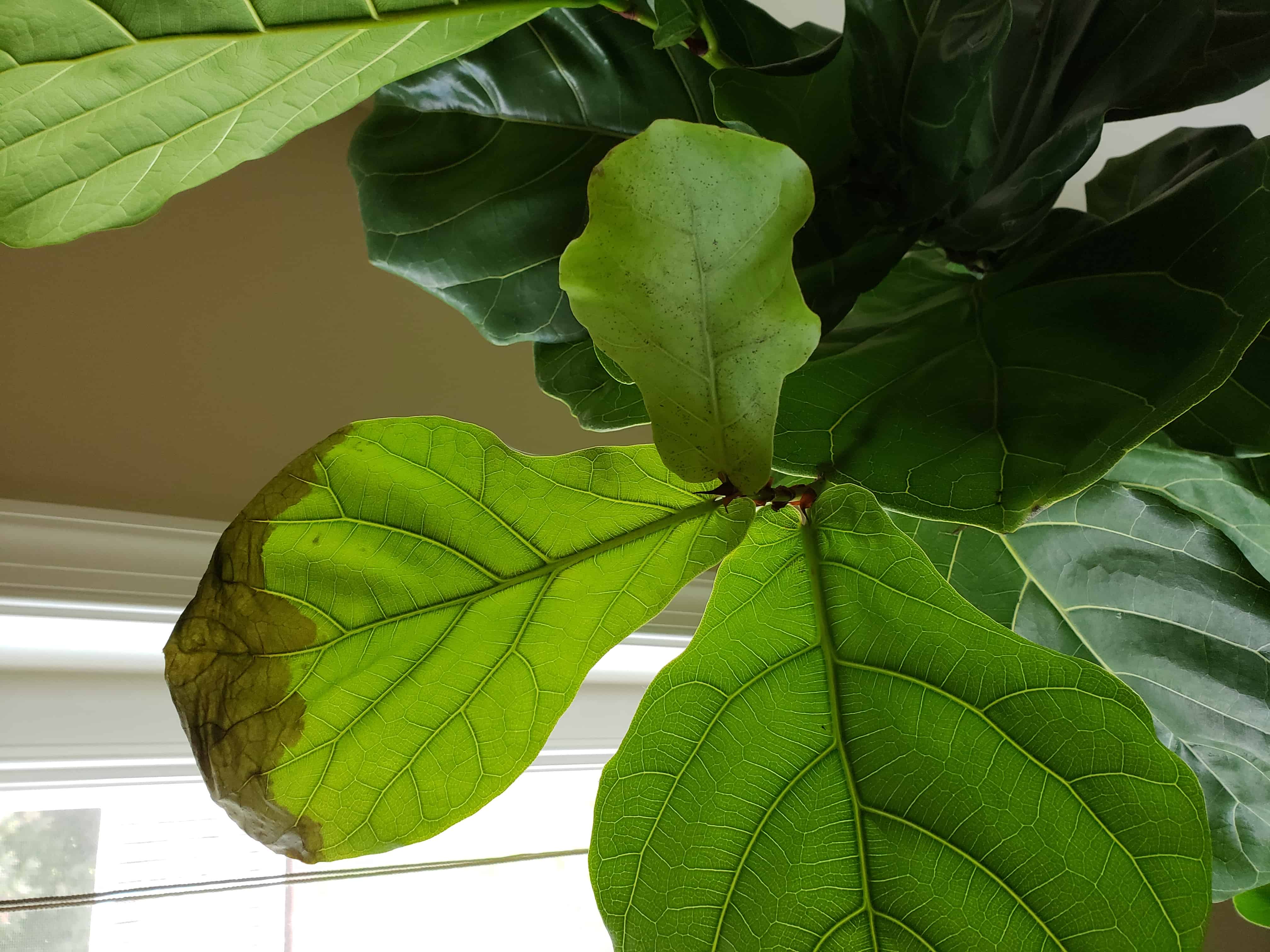 what-s-wrong-with-my-fiddle-the-fiddle-leaf-fig-plant-resource