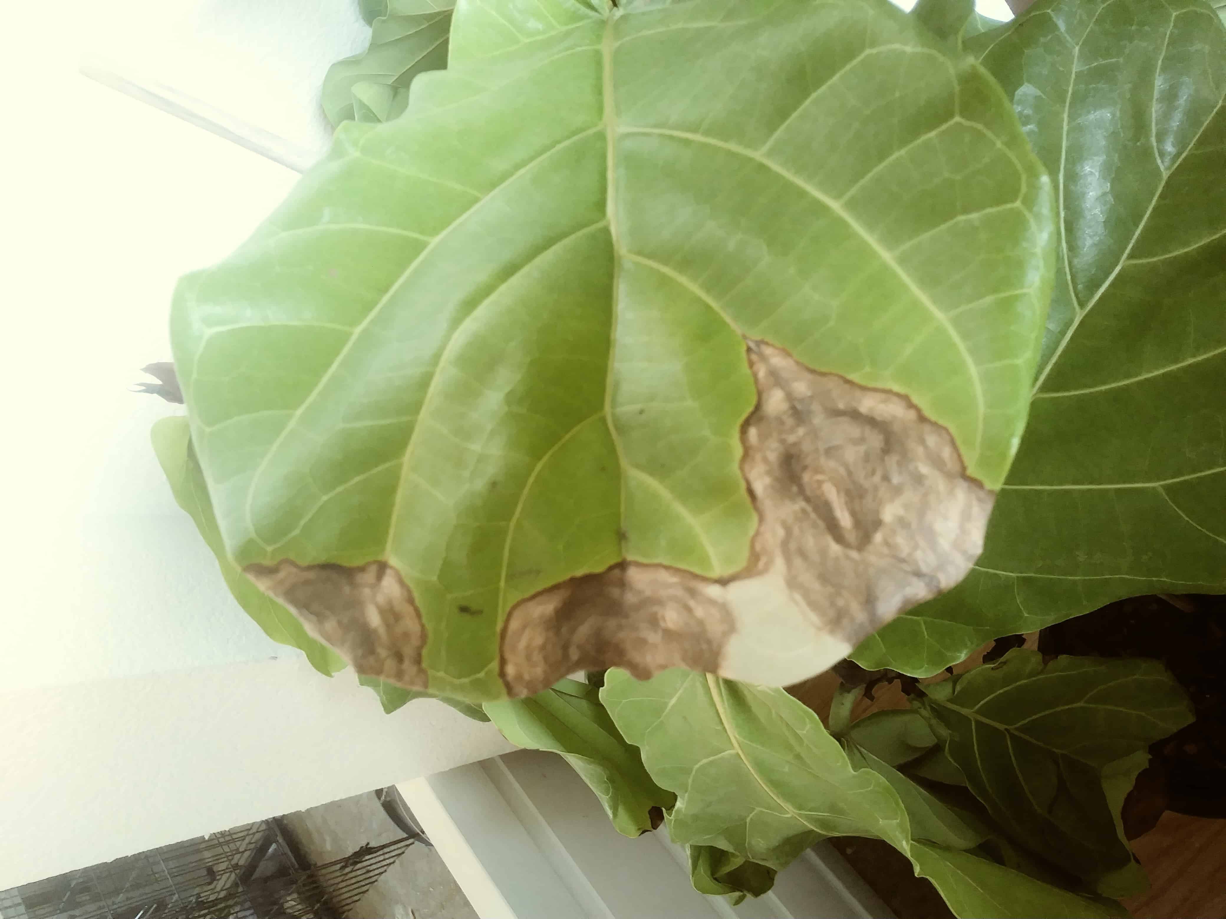 Dying fiddle The Fiddle Leaf Fig Plant Resource