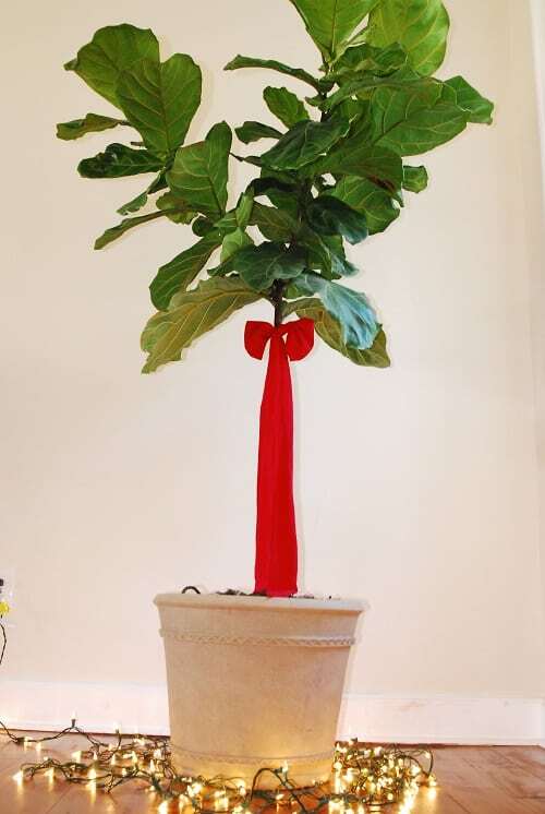Deck the Halls (And Your Fiddle Leaf Fig Tree!) This Christmas Season