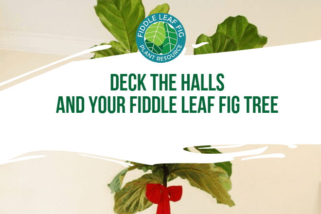 Chances are that if you appreciate a Fiddle Leaf Fig tree, then you also enjoy other home decor trends. This Christmas, decorate your tree!