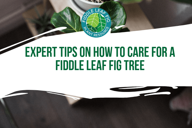 Read the top fiddle leaf fig care tips from our guest expert, Alessandra Pham. Learn how best to care for your fiddle leaf fig.