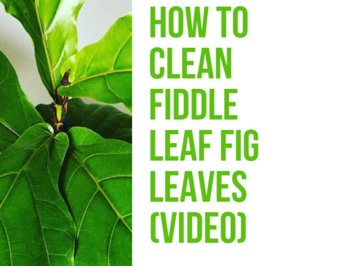 Introducing the Newest Fiddle Leaf Fig Lover! (Video)