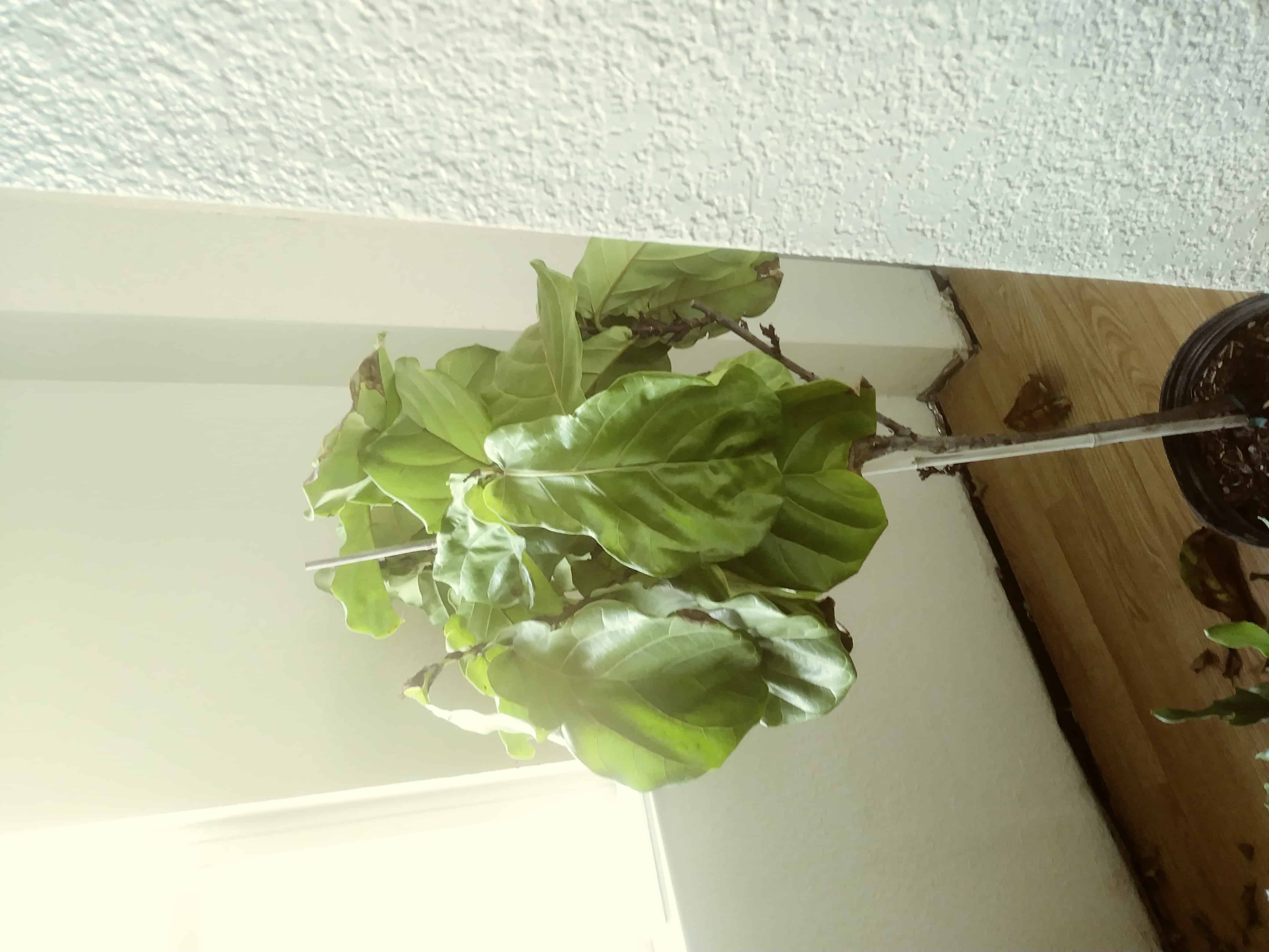 Dying fiddle The Fiddle Leaf Fig Plant Resource