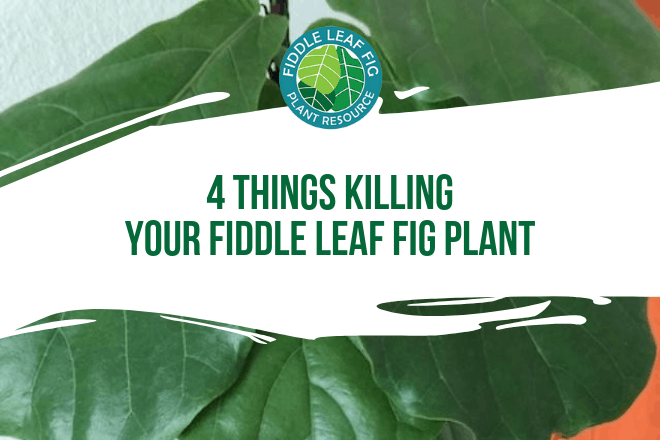 Learn about the four things that are killing your fiddle leaf fig tree and ways to save your plant from each deadly threat.