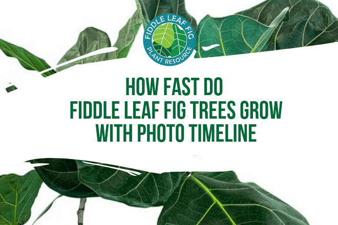 How fast do fiddle leaf fig tress grow is a common question here at The Fiddle Leaf Fig Plant Resource. Click to view a full photo timeline.