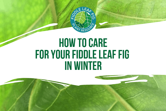 Wondering how to keep your fiddle leaf fig healthy in the winter? Click to watch a video on how best to care for your fiddle leaf fig in the winter time.