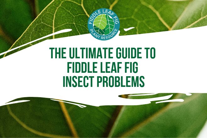 There are quite a few fiddle leaf fig insects that can attack your plant and it's important to know the differences in order to treat them properly.