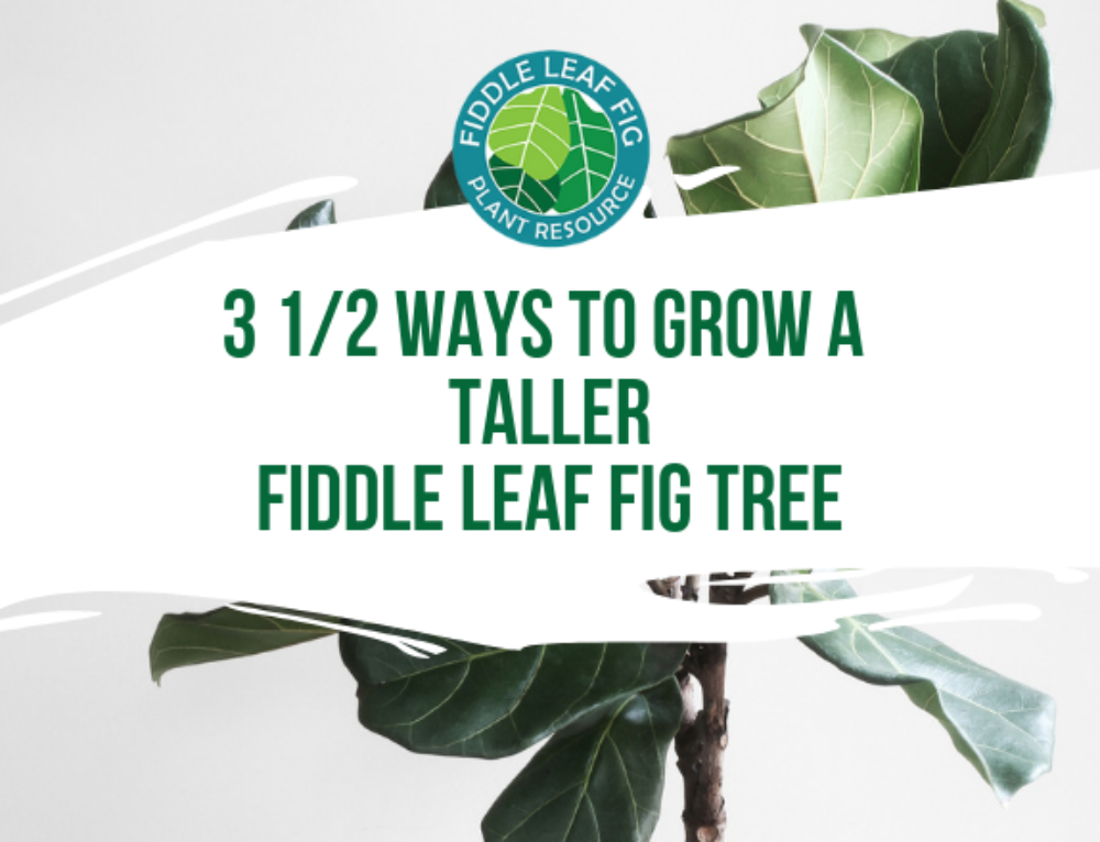 How to Shape A Fiddle Leaf Fig Into A Tree|Fiddle Leaf Fig Plant Resource