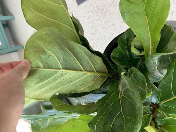 Brown spots The Fiddle Leaf Fig Plant Resource