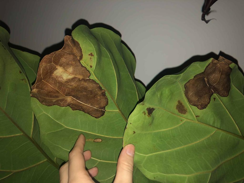 Brown spots underwatered or infected? The Fiddle Leaf
