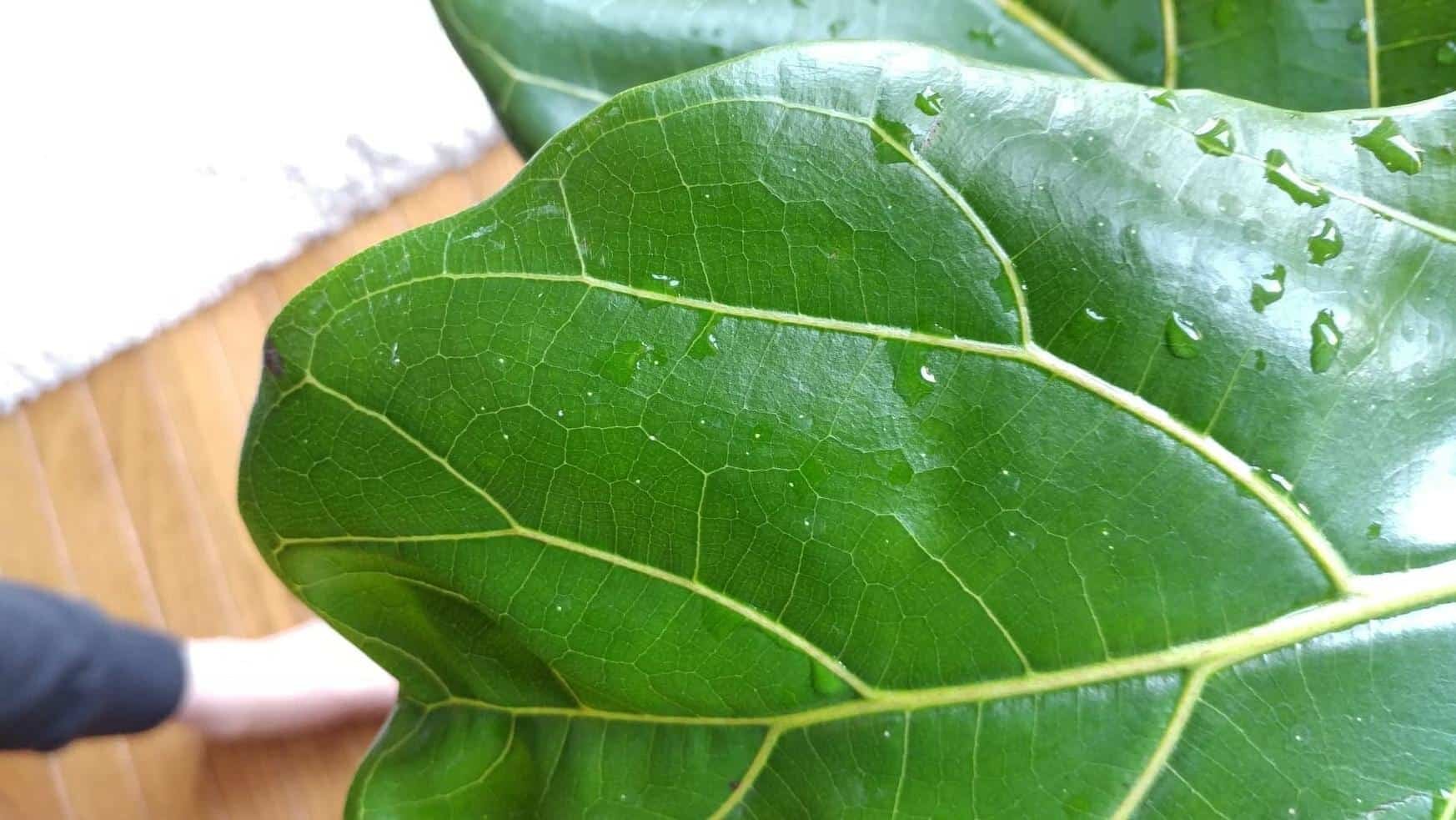 Small white spots The Fiddle Leaf Fig Plant Resource