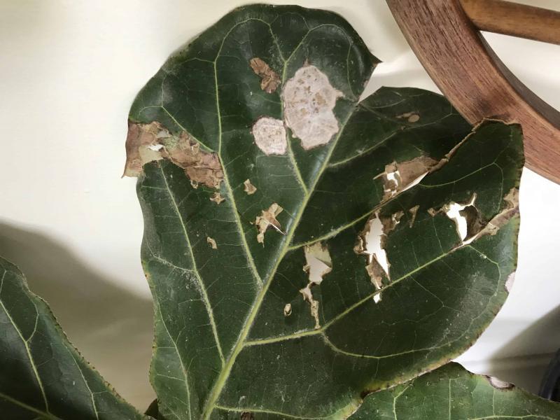 Root Rot Or Sunburn The Fiddle Leaf Fig Plant Resource Root rot or sunburn the fiddle leaf fig plant resource