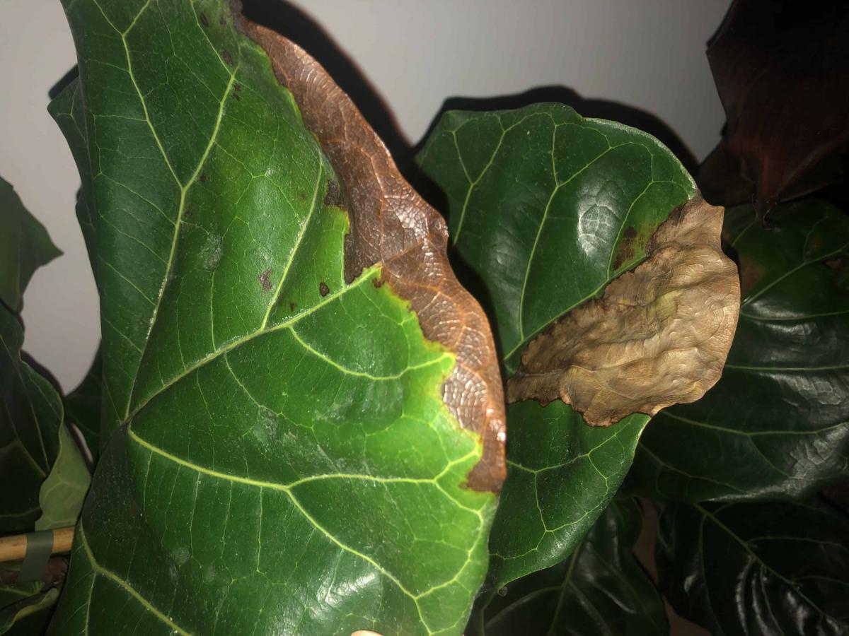 Brown spots underwatered or infected? The Fiddle Leaf Fig Plant