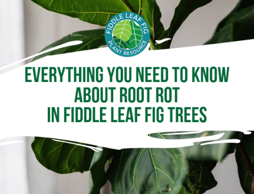 About Our Root Rot Treatment | The Fiddle Leaf Fig Plant Resource