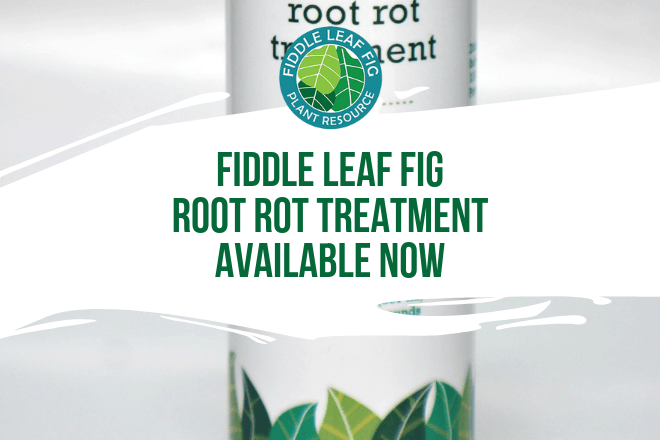 We've been working for a long time to create a safe, gentle treatment to address both fungal and bacterial root rot in fiddle leaf figs.