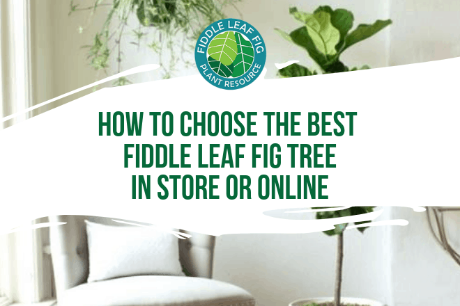There are a few things to look for to avoid a sick plant and protect your investment. Before you shop for a fiddle leaf fig, do your research.
