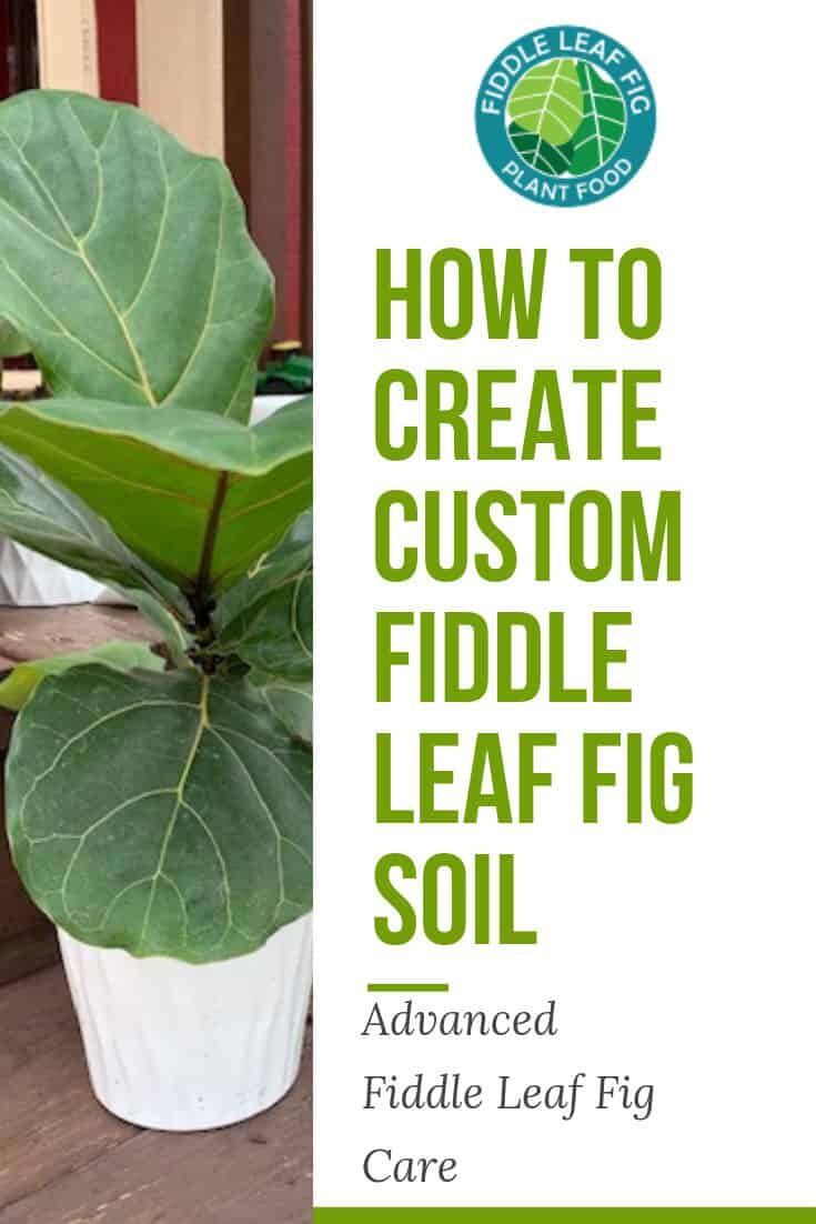 HowtoCreateCustomFiddleLeafFigSoil The Fiddle Leaf Fig Plant