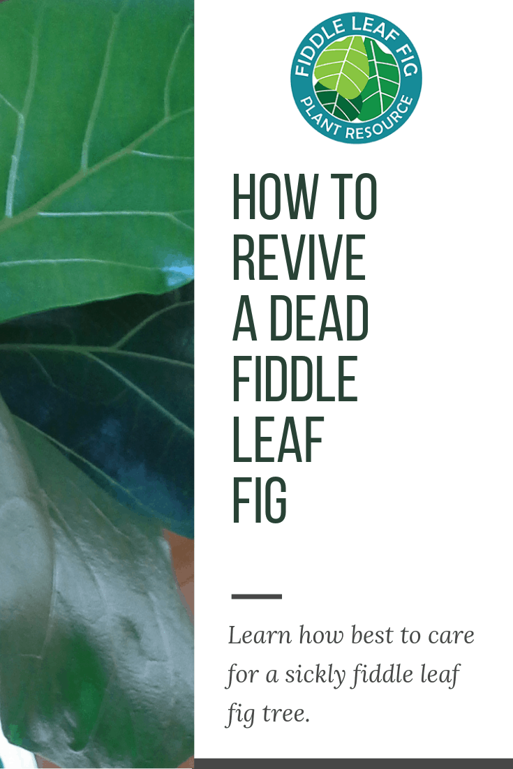 How to Revive A Dead Fiddle Leaf Fig The Fiddle Leaf Fig Plant Resource