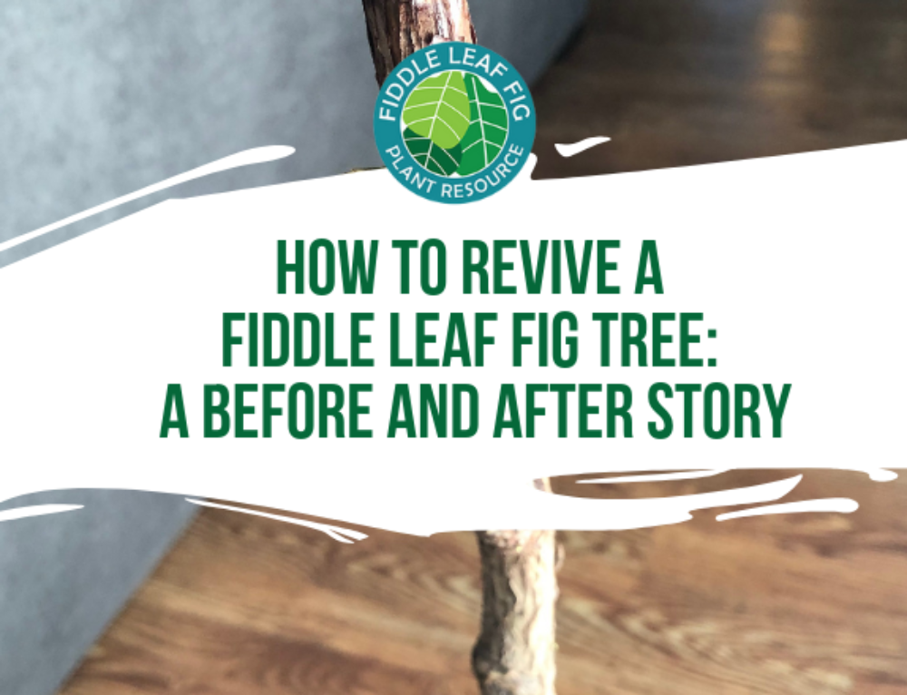 How to Shape A Fiddle Leaf Fig Into A TreeFiddle Leaf Fig Plant Resource