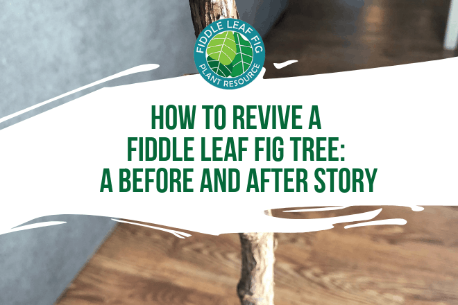 Read a story about how you can revive a dead fiddle leaf fig tree. If your fiddle leaf fig is not doing well, click to learn how you can help your plant.