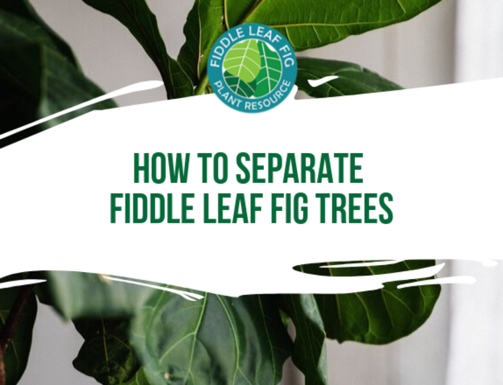 How to Shape A Fiddle Leaf Fig Into A TreeFiddle Leaf Fig Plant Resource