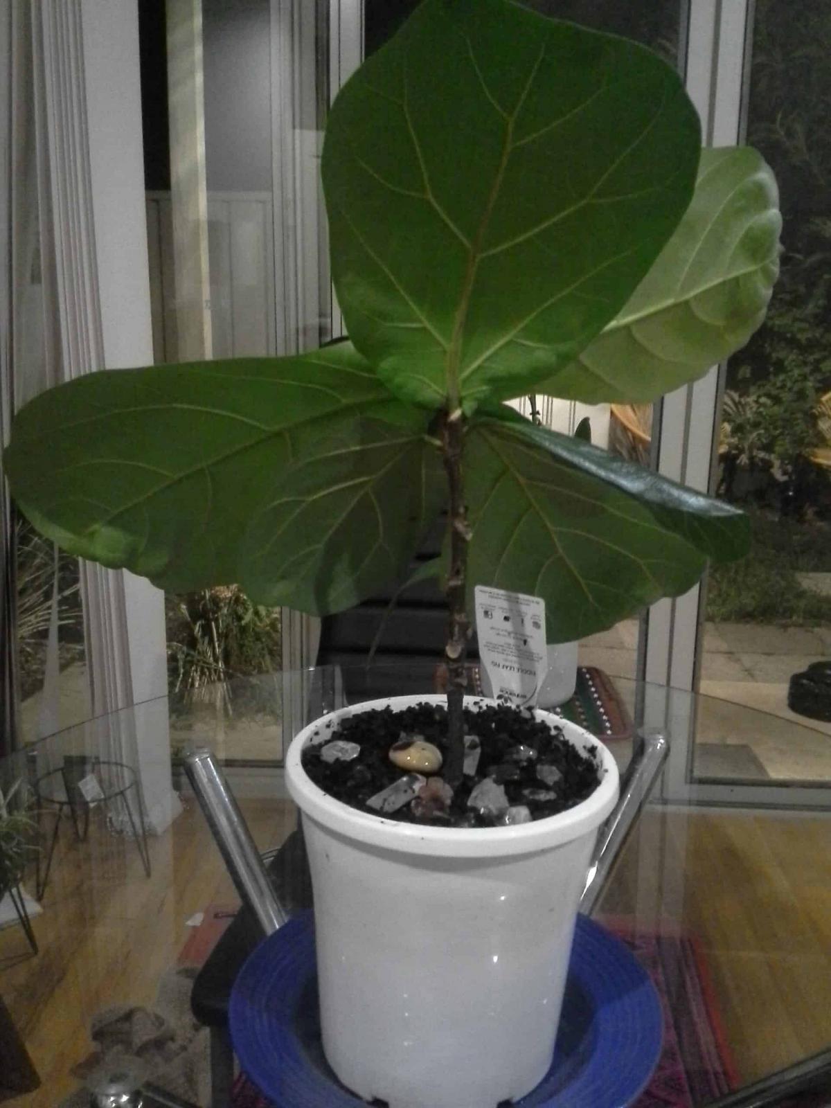 How to Revive A Dead Fiddle Leaf Fig The Fiddle Leaf Fig Plant Resource