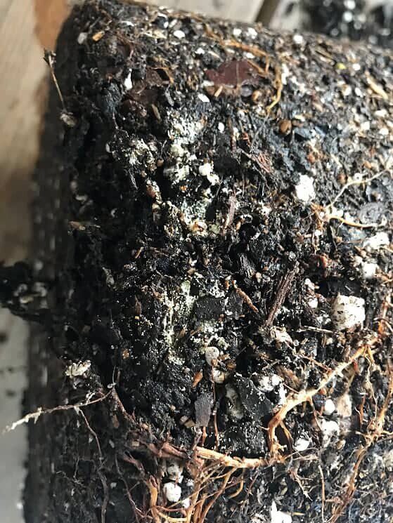 Everything You Need to Know About Root Rot in Fiddle Leaf Figs