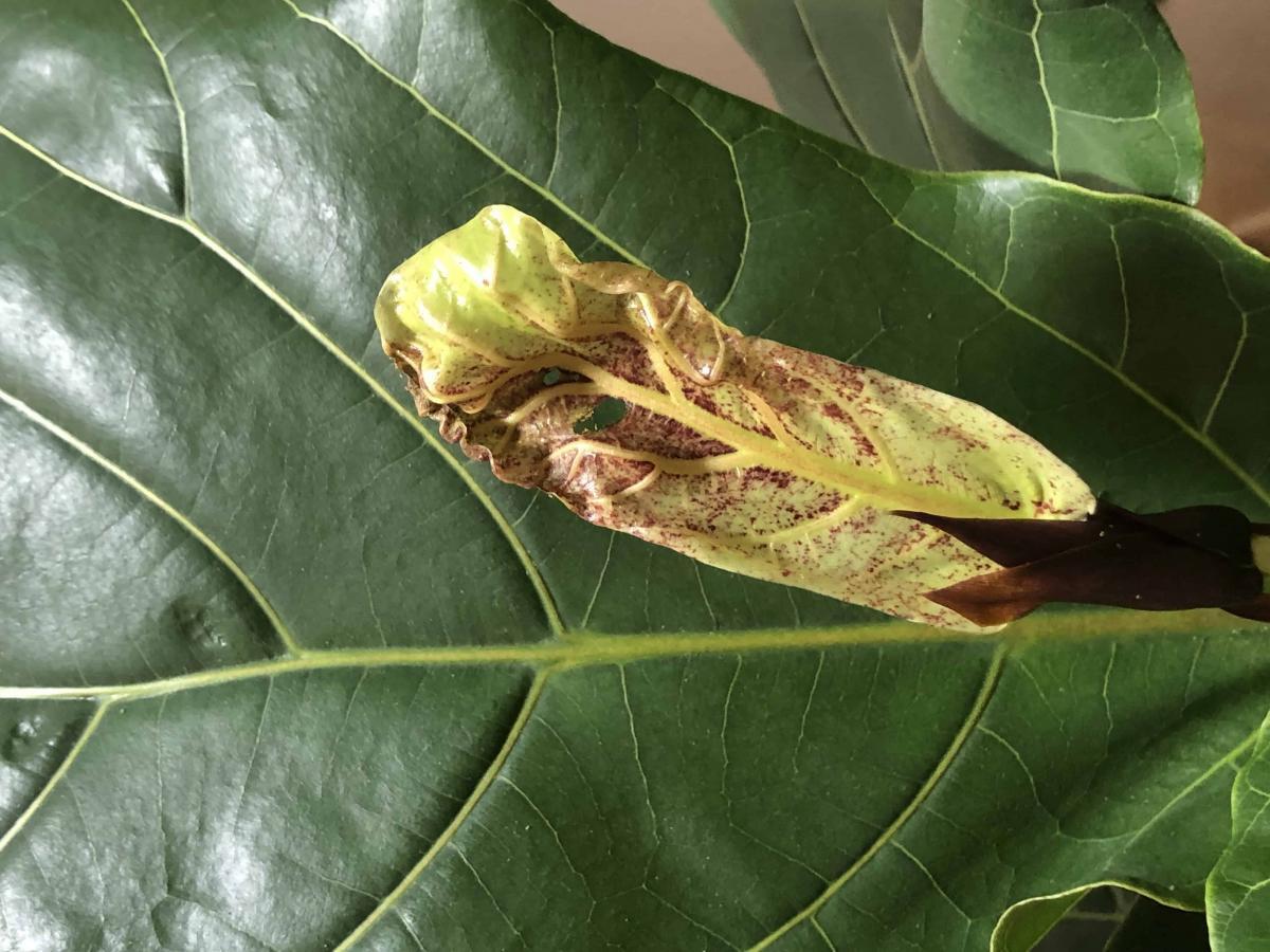 New leaf with brown spots and holes | The Fiddle Leaf Fig Plant Resource