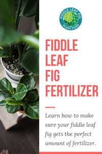 Fertilizer-for-your-Fiddle-Leaf-Fig_-How-to-Make-Sure-Your ...