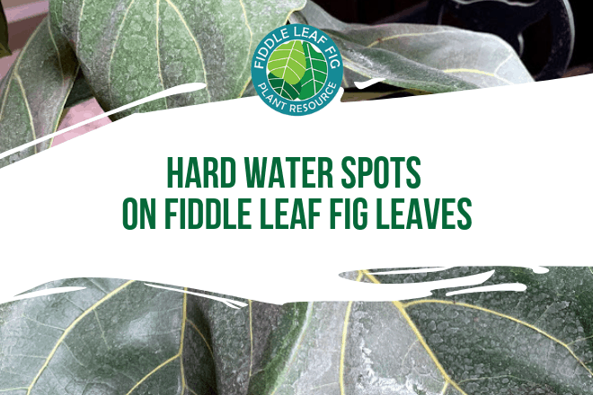 Do you have hard water spots on fiddle leaf fig leaves? Click to read the 3 simple steps for removing white residue on your fiddle leaf fig plant.