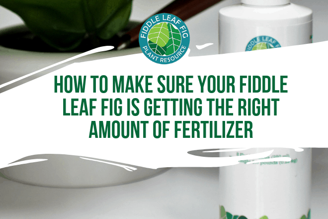 Curious about fiddle leaf fig fertilizer? Wondering how to make sure your fiddle leaf fig gets the perfect amount of fertilizer? Click to learn more.