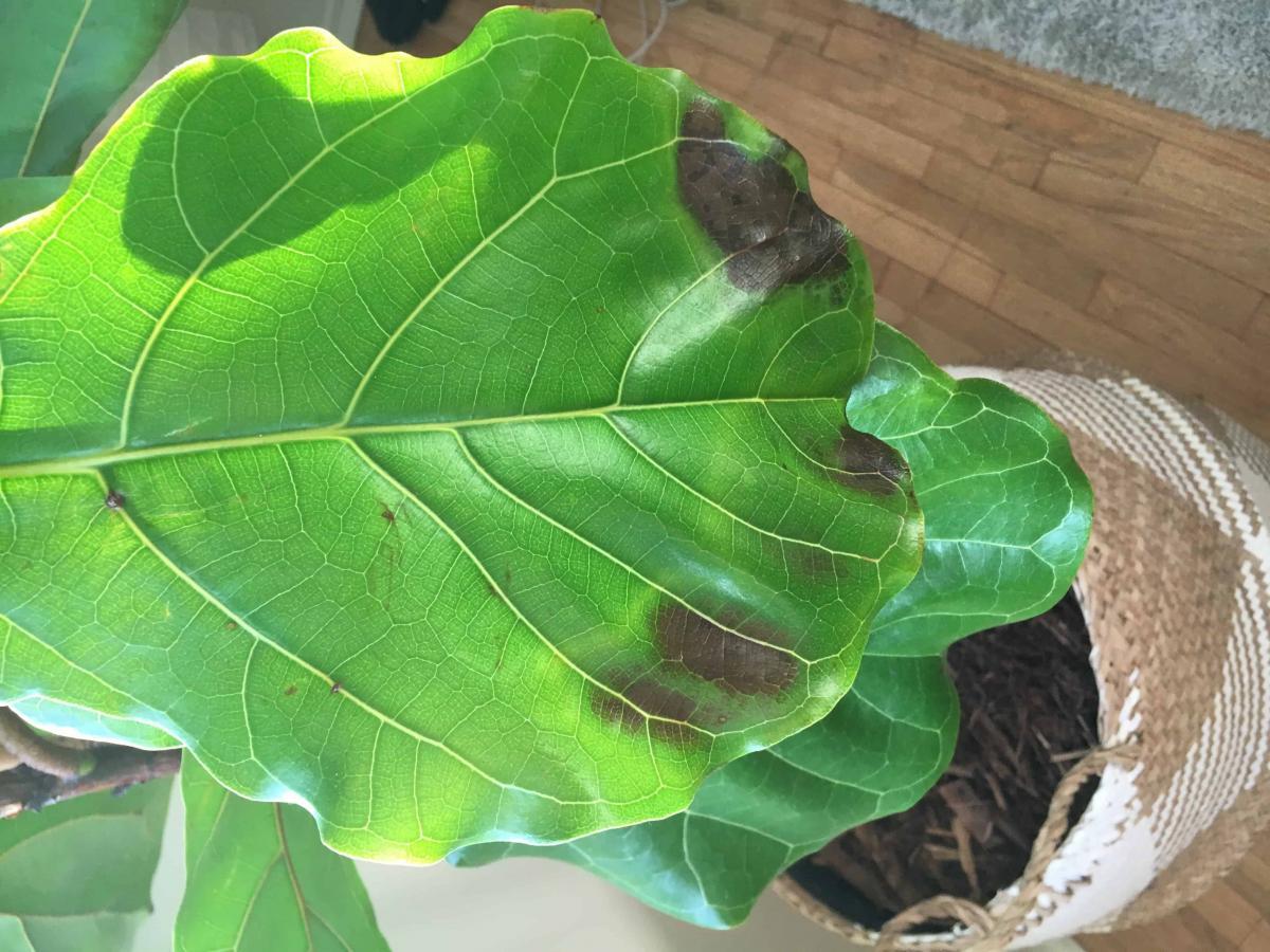 Brown spots root rot or bacterial infection? The Fiddle Leaf Fig