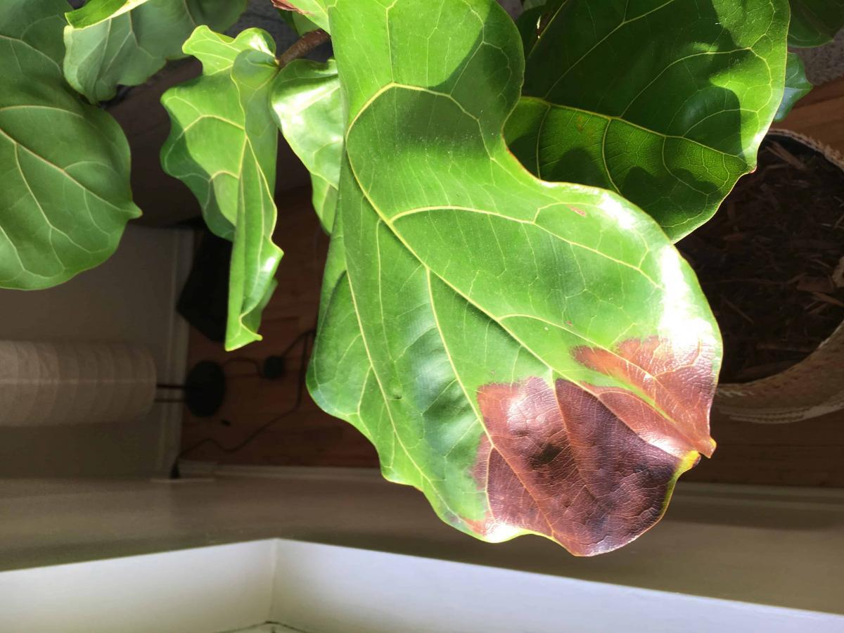 Fiddle Leaf Fig Bacterial Infection Treatment - fiddle leaf fig tree bacterial infection treatment