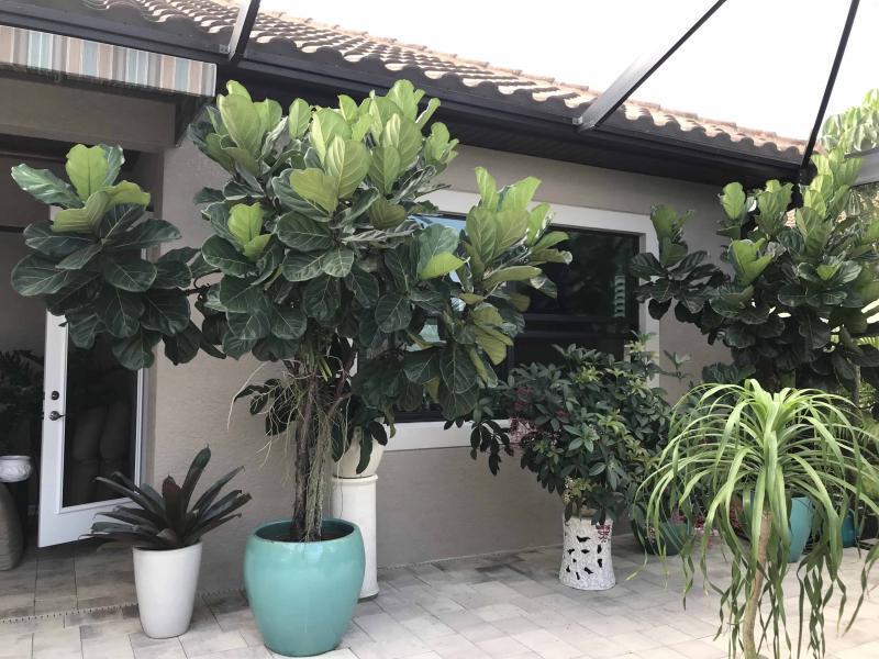 Growing Fiddle Leaf Fig trees outdoors | The Fiddle Leaf Fig Plant Resource