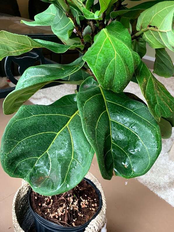 Hard water spots on fiddle leaf fig 2 The Fiddle Leaf Fig Plant Resource