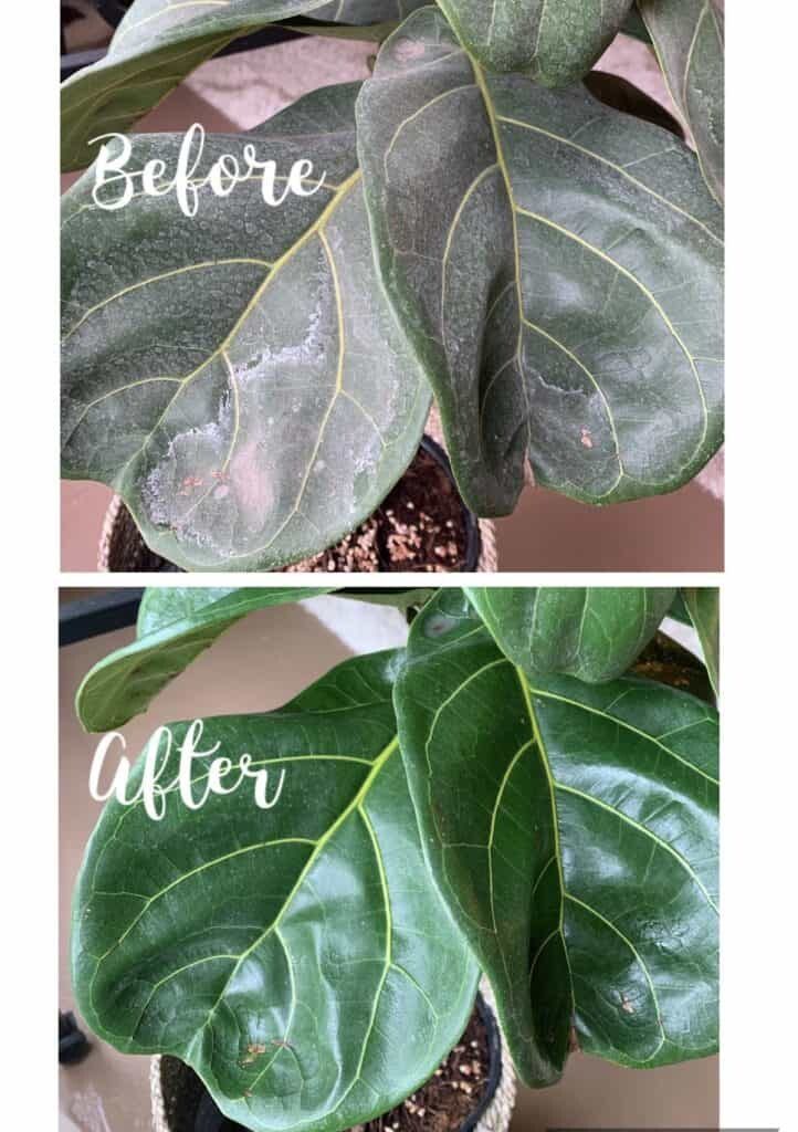 Hard Water Spots On Fiddle Leaf Fig Leaves 3 Steps to Remove Residue
