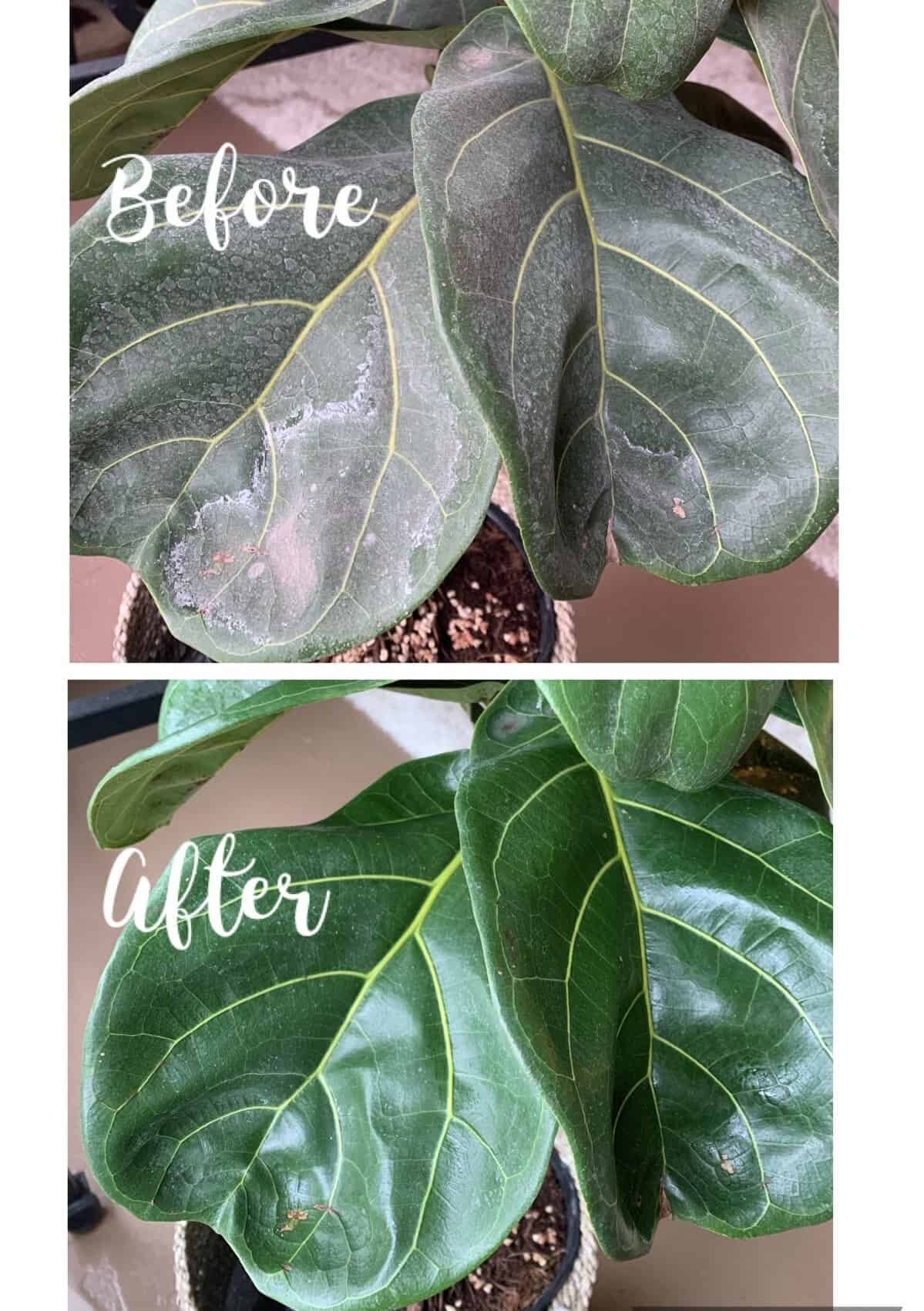 Hard water spots on fiddle leaf fig 6 The Fiddle Leaf Fig Plant Resource