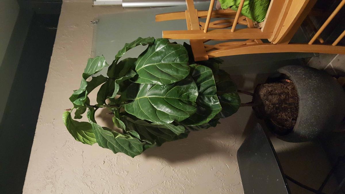 Dying fiddleleaf | The Fiddle Leaf Fig Plant Resource