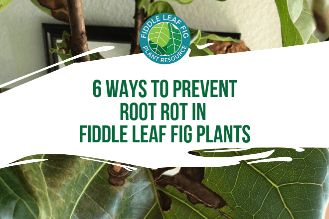 Learn the 6 ways to prevent root rot in fiddle leaf fig plants. Click to learn more about root rot and what you can do to keep your fiddle leaf fig healthy.
