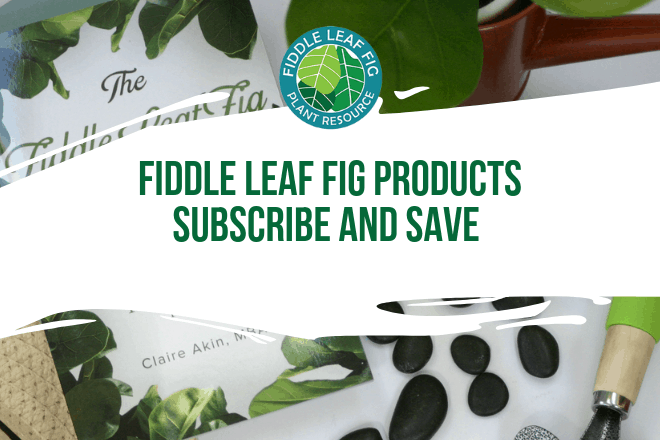 Are you searching for fiddle leaf fig tree products? Click to view our fiddle leaf fig tree products and how you can subscribe and save 10% on your order!