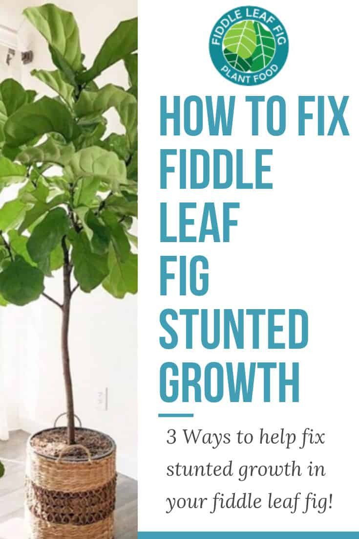 FiddleLeafFigStuntedGrowth The Fiddle Leaf Fig Plant Resource