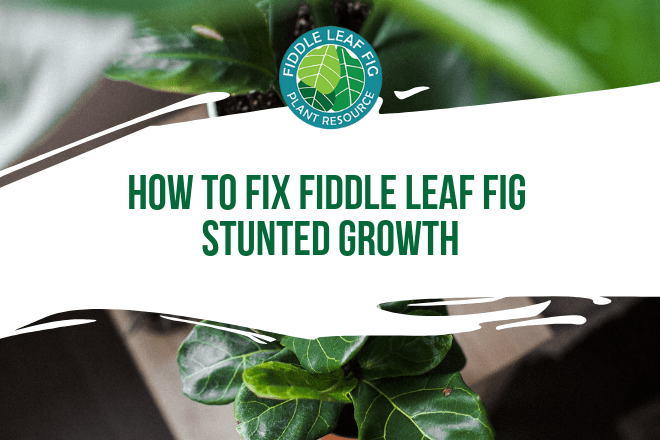 Learn the 3 ways how to fix fiddle leaf fig stunted growth. Learn how best to encourage your fiddle leaf fig to grow and sprout new leaves.