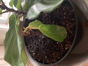 drooping leaves all of a sudden on a thriving plant | The ...