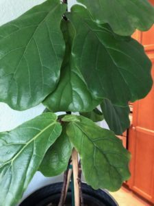 Wondering what you can do if your new fiddle leaf fig leaves are smaller than older leaves? Click to learn the 4 things you can do to remedy this issue. Claire Akin