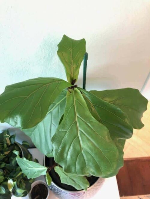 New Fiddle Leaf Fig Leaves Are Smaller Than Older Leaves