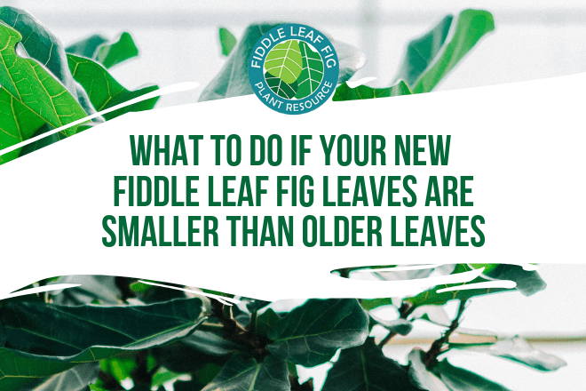 Wondering what you can do if your new fiddle leaf fig leaves are smaller than older leaves? Click to learn the 4 things you can do to remedy this issue.